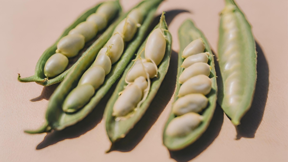 Planting Green Bean Seeds