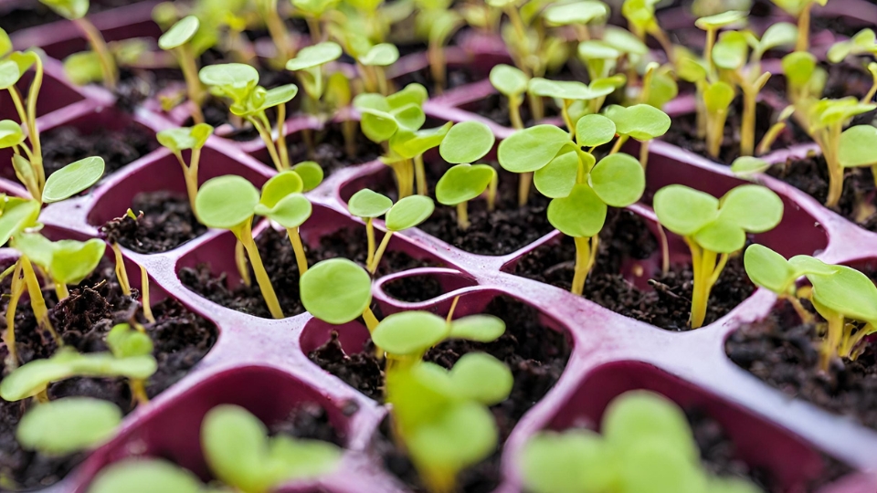 Growing Mustard Microgreens