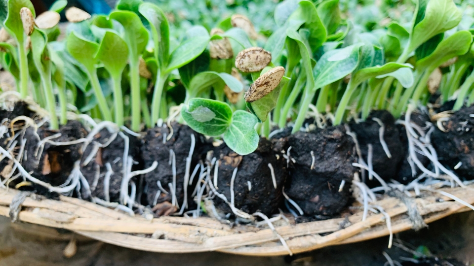 Growing Pumpkin Microgreens