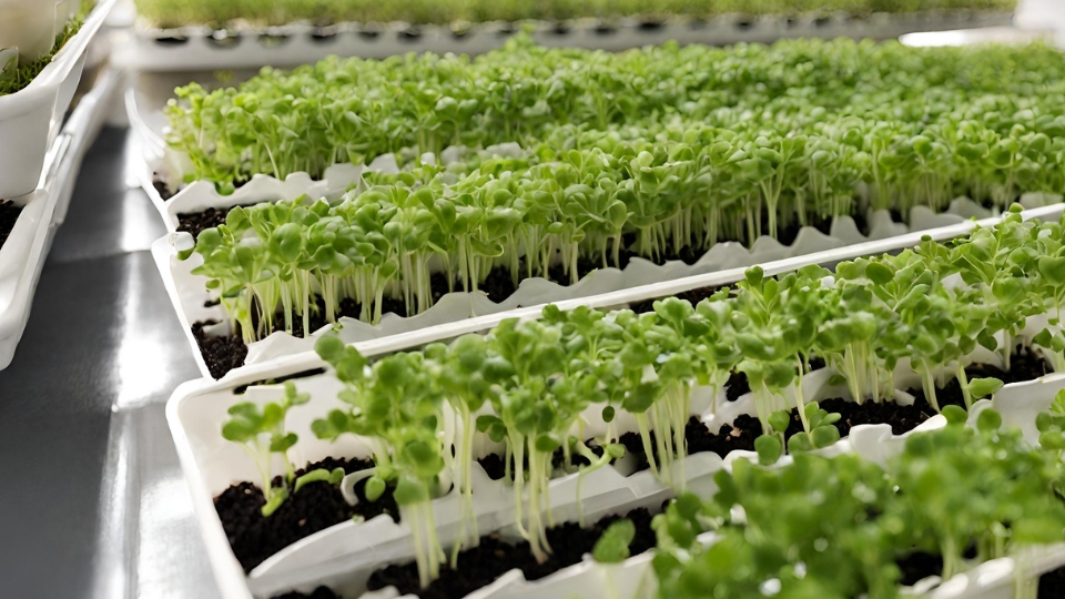 Harvesting And Storing