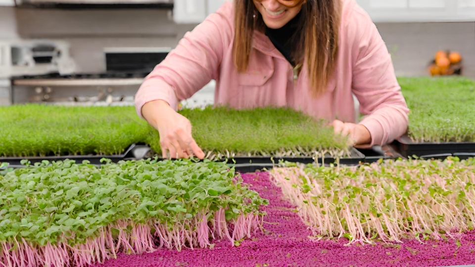 Harvesting And Using Amaranth Microgreens