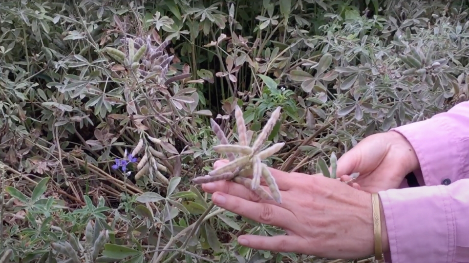 Harvesting Bluebonnet Seeds Simplified