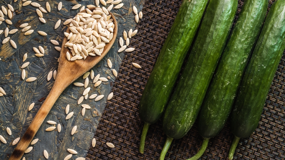 Harvesting Cucumber Seeds The Right Way