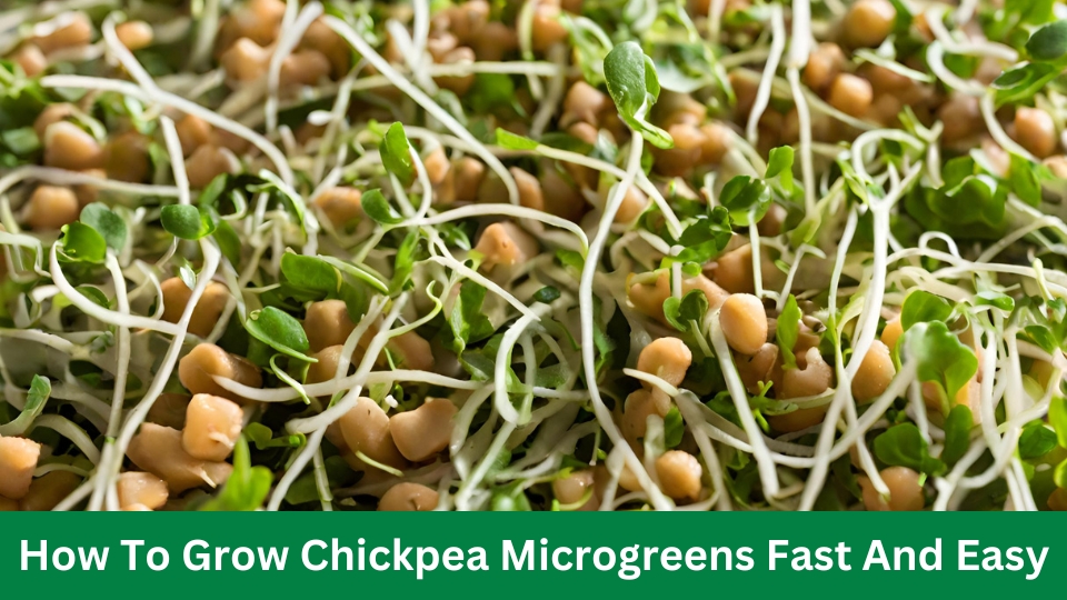 Chickpea Microgreen