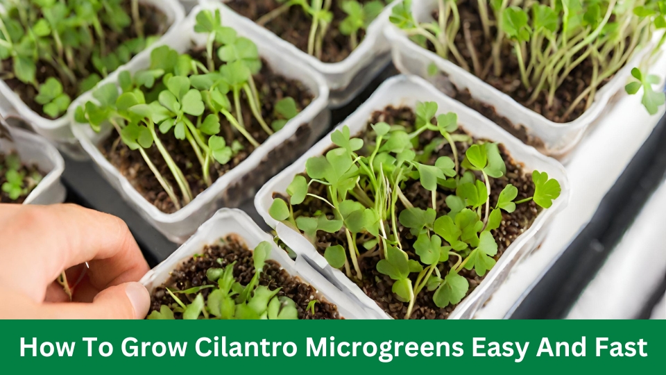 How To Grow Cilantro Microgreens: Easy And Fast