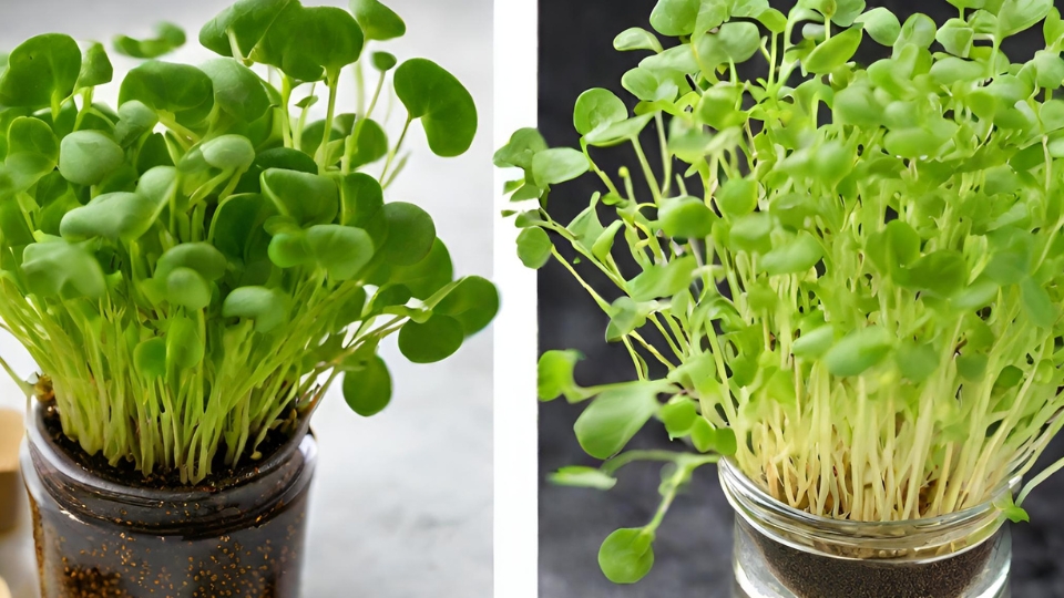 Preparing The Growing Medium