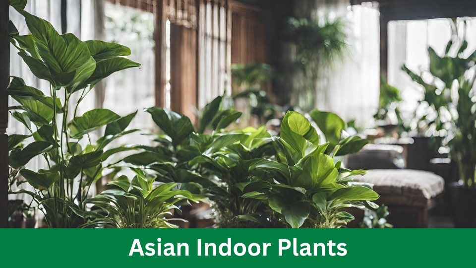 Asian Indoor Plants: 5 Easy Care Tips for a Lush Home