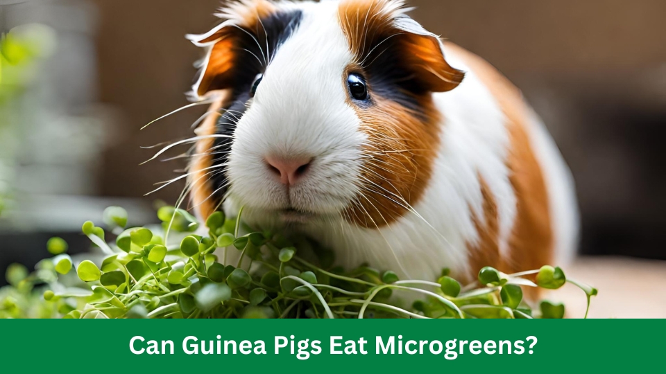 Can Guinea Pigs Eat Microgreens