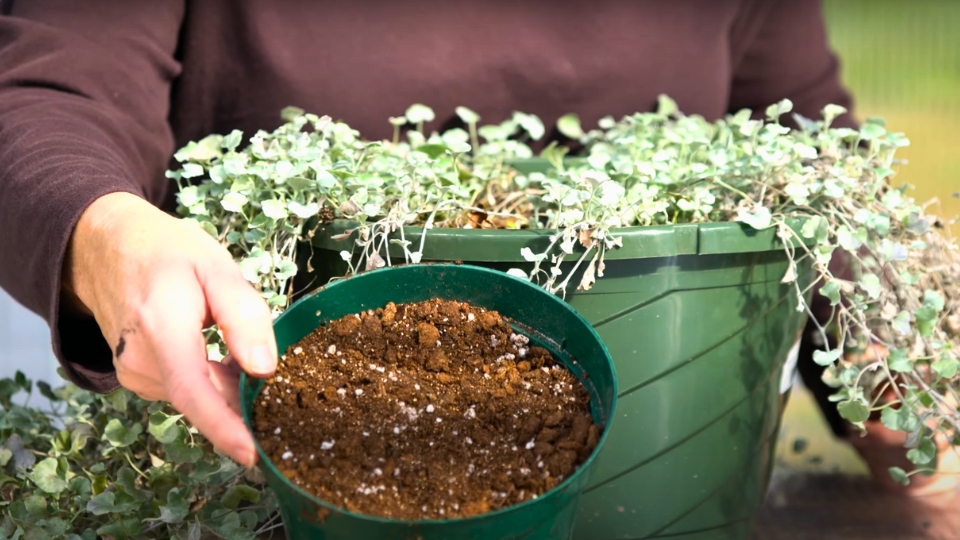 Choosing The Right Pot