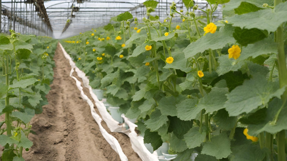 Flowering And Fruit Development