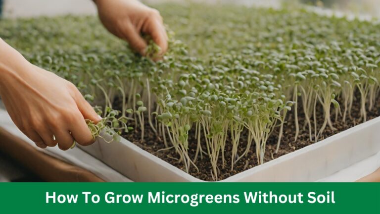 How To Grow Microgreens Without Soil: A Step-by-Step Guide