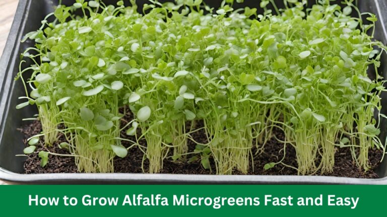 How to Grow Alfalfa Microgreens Fast and Easy