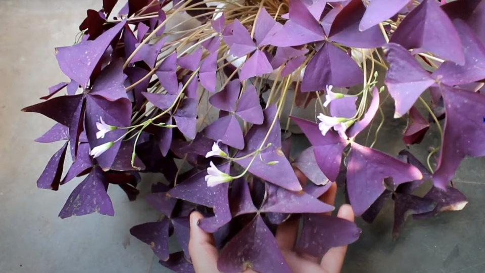 Indoor Butterfly Plants