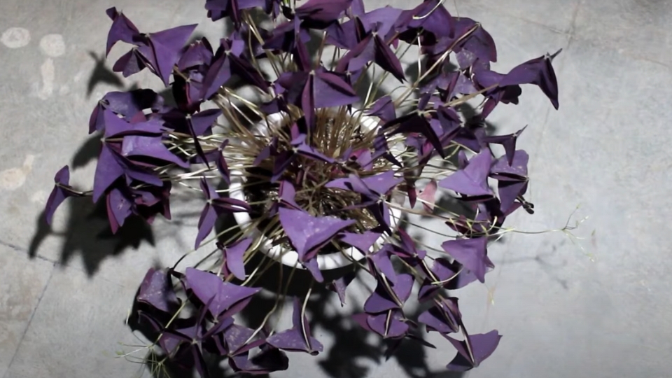 Light And Temperature Requirements