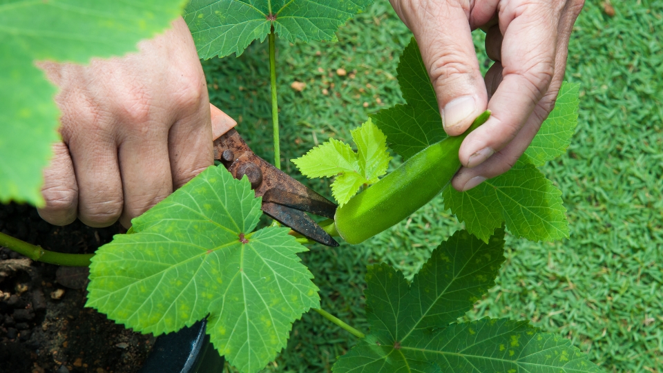 Maximizing Yield And Quality