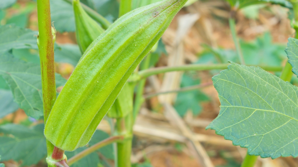 Monitoring Okra Plant Growth