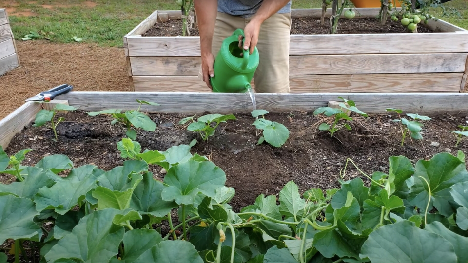 Nurturing And Maintenance