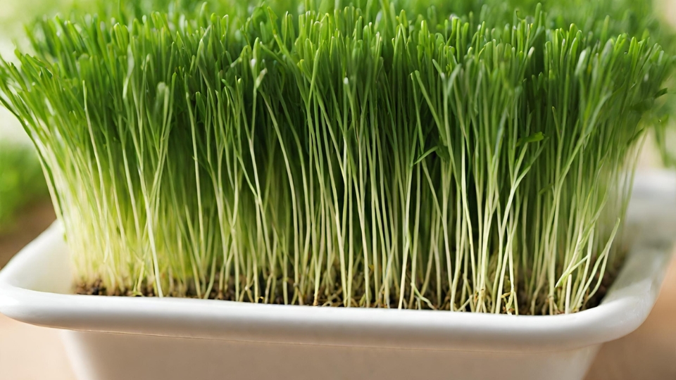 Optimizing Light And Temperature For Healthy Growth