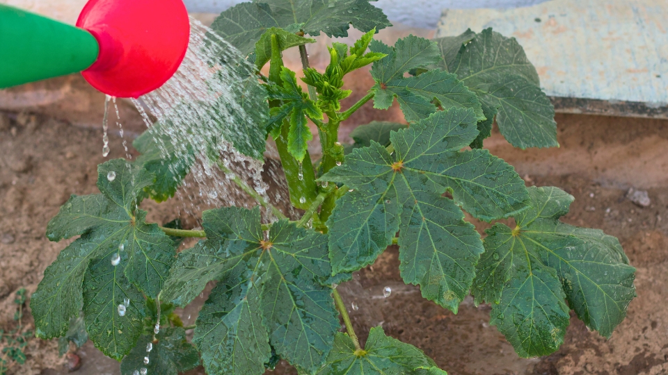 Proper Watering Techniques