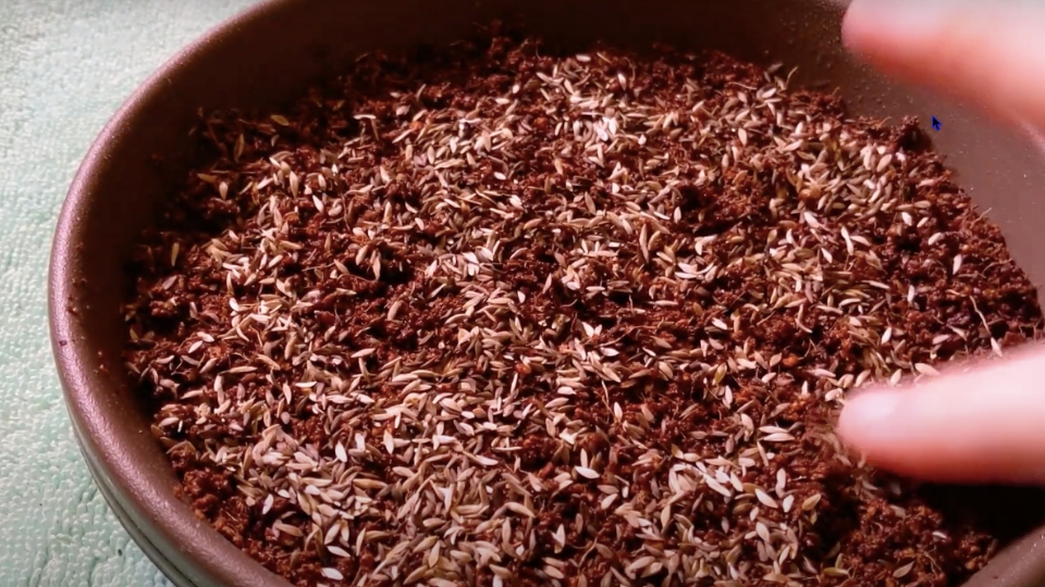 Setting Up An Efficient Microgreen Garden