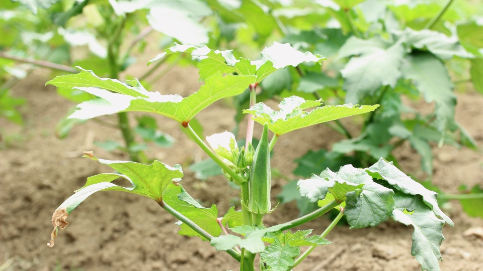 Signs Of Ready Okra