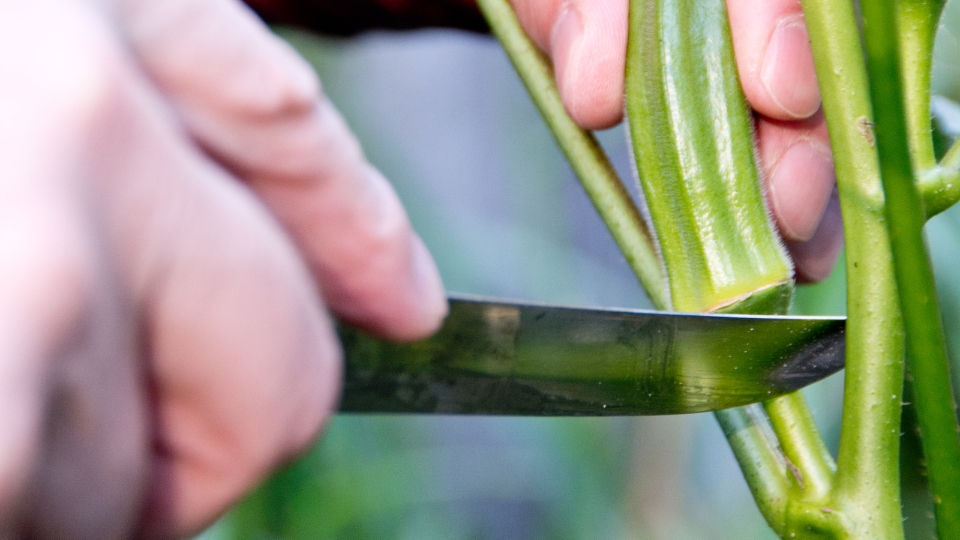 Tools For Harvesting Okra
