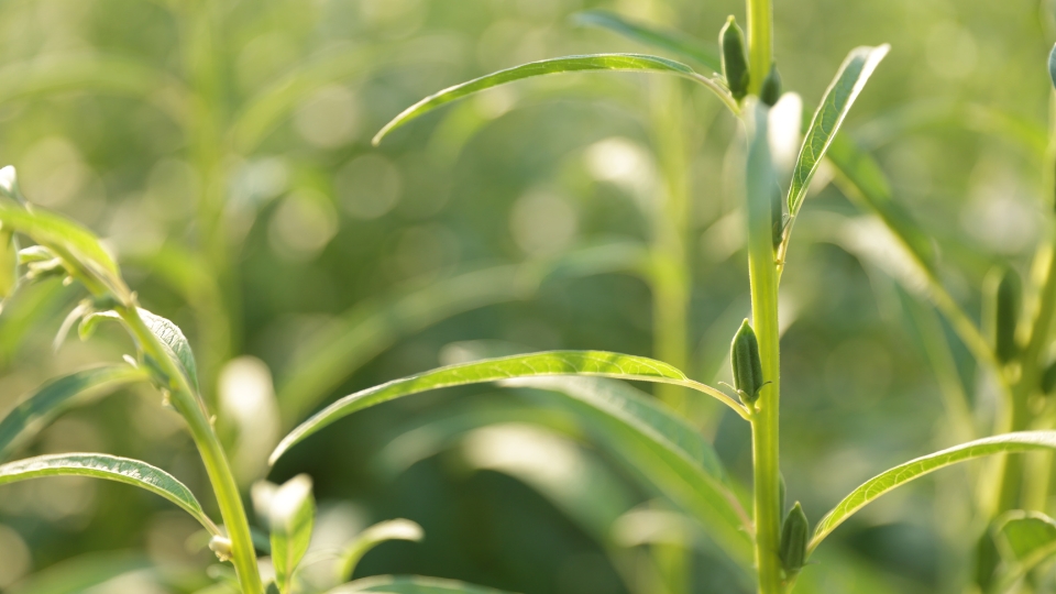 Understanding Okra Growth Cycle
