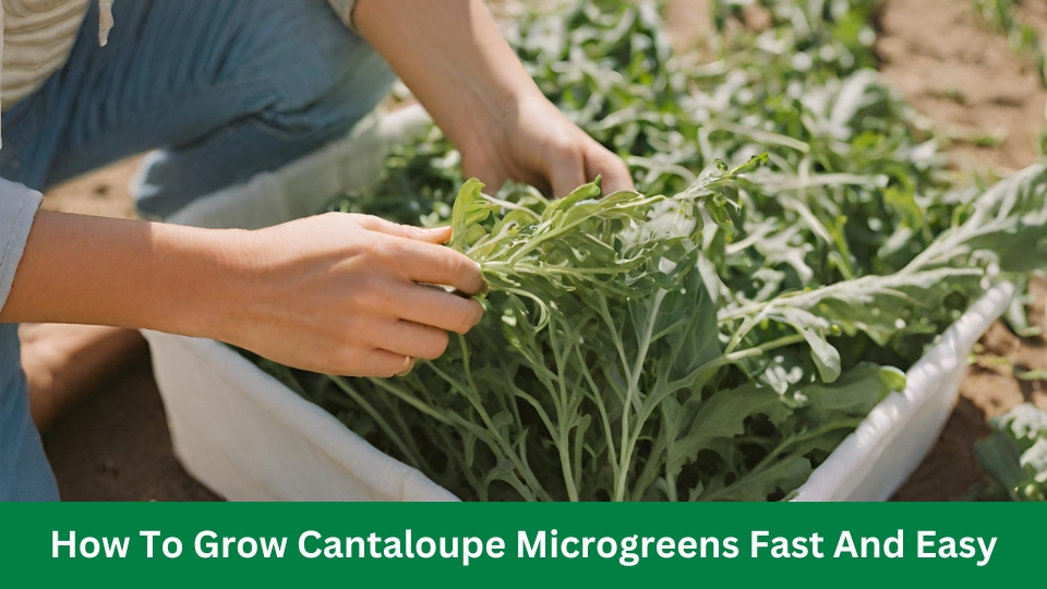 When to Harvest Arugula