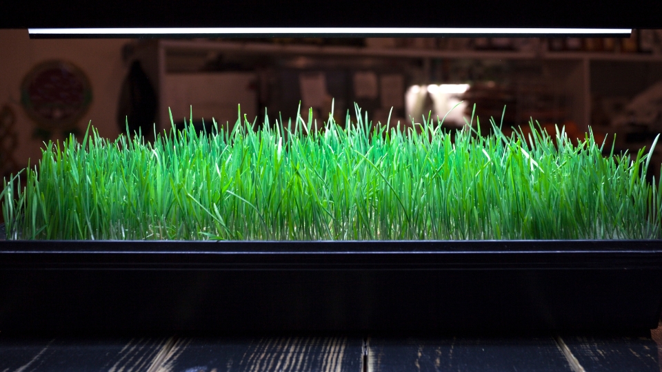 Barrina T5 Grow Lights for Microgreens