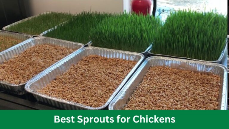 Best Sprouts for Chickens: Boost Your Flock’s Health