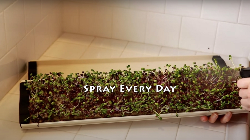 Caring For Hemp Microgreens