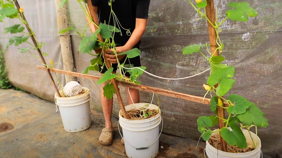 Caring For Your Plants