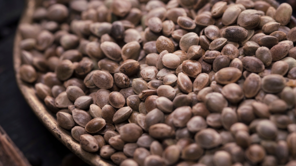 Choosing The Right Hemp Seeds