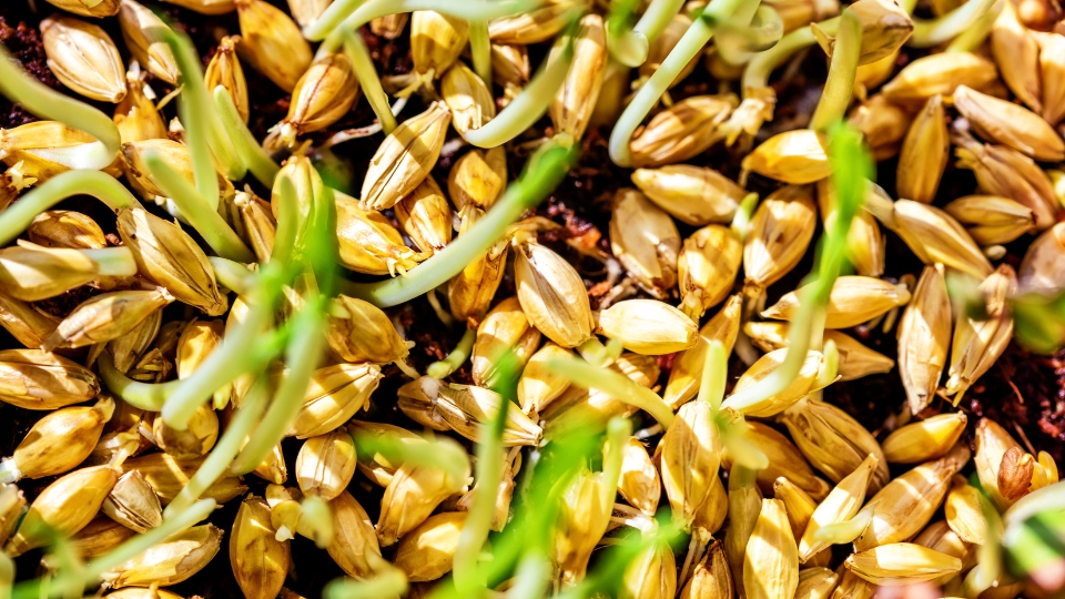 Choosing The Right Seeds