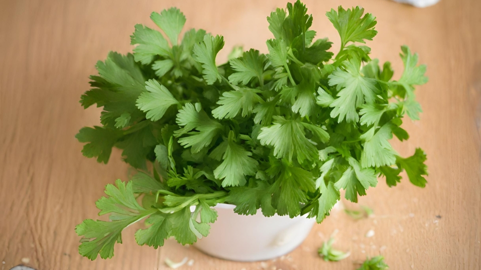 Cilantro As A Homegrown Herb
