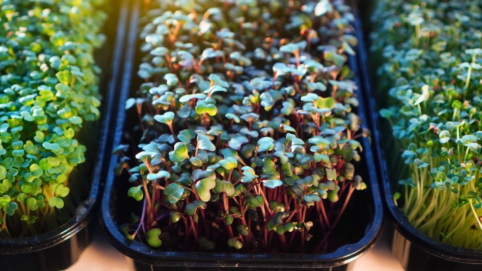Cleaning And Reusing Sprouting Trays