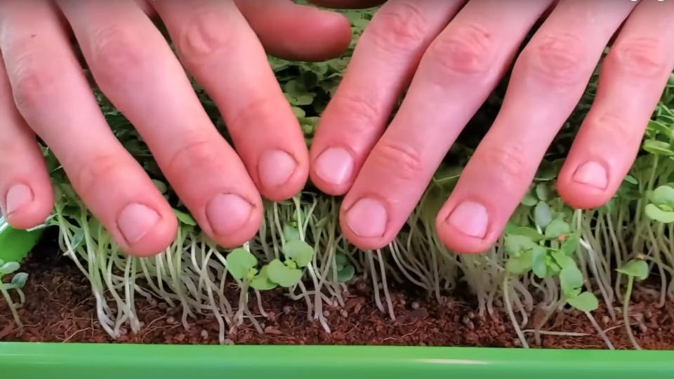 Common Pests Affecting Shiso Microgreens