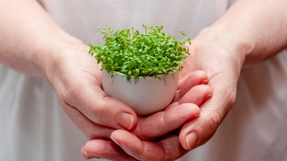 Cultivating Cress At Home