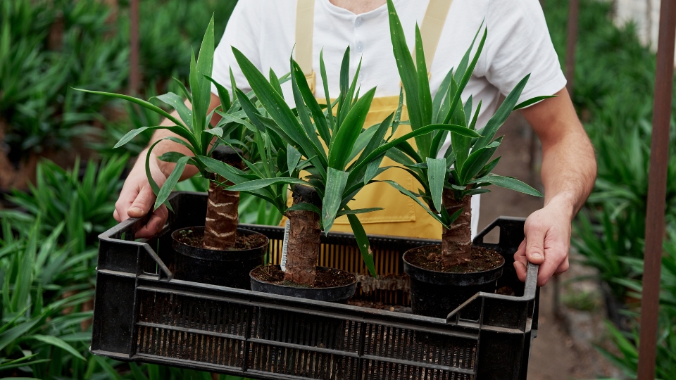 Cultivating Your Own Hawaiian Indoor Garden