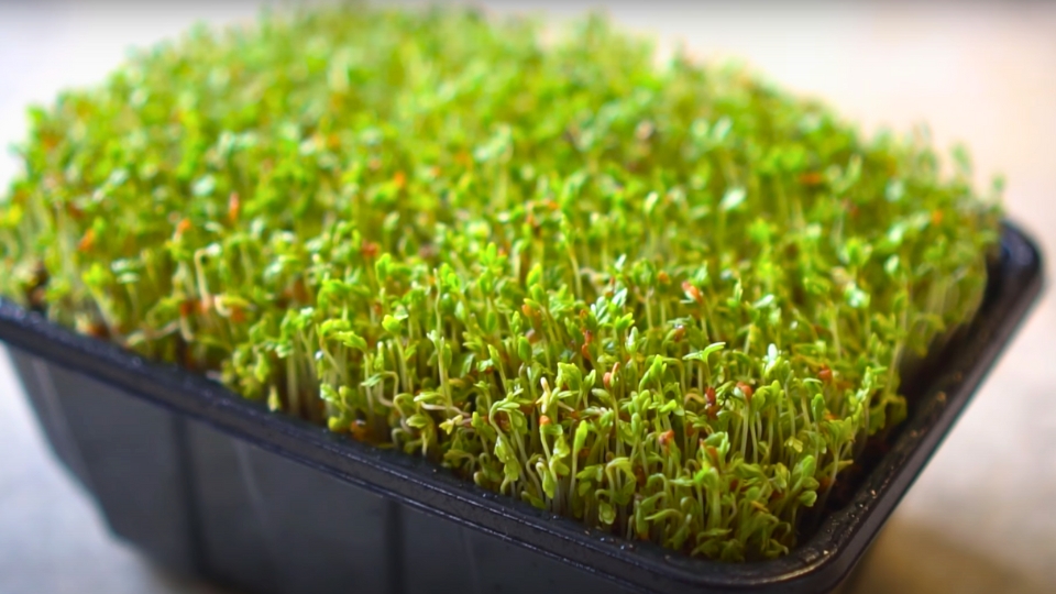 Cultivation Light, Water, And Temperature