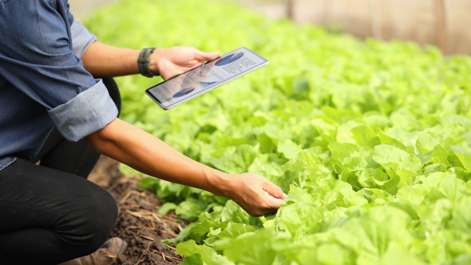 Demographics Eager For Greens