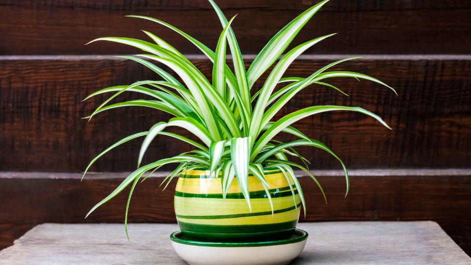 Embracing The Beauty Of Hawaiian Indoor Plants