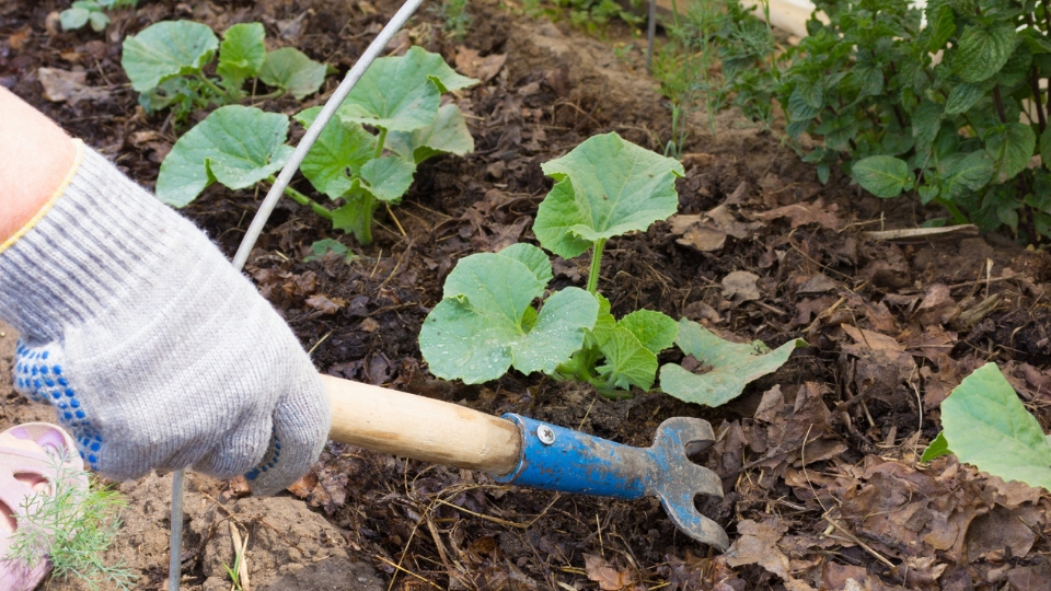 Embracing The Chill: Winter Sow Vegetables