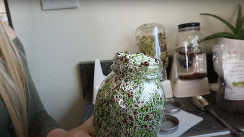 Enhancing Egg Production With Alfalfa Sprouts