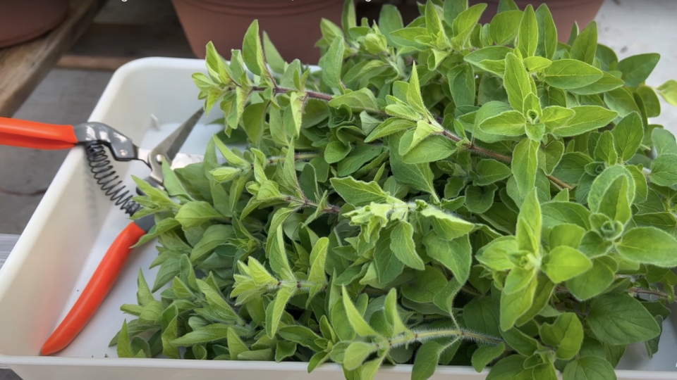 Equipment For Oregano Harvesting