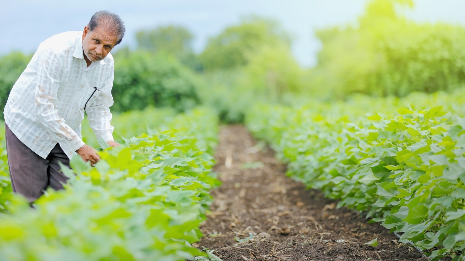 Farmers Markets: A Launchpad For Local Sellers