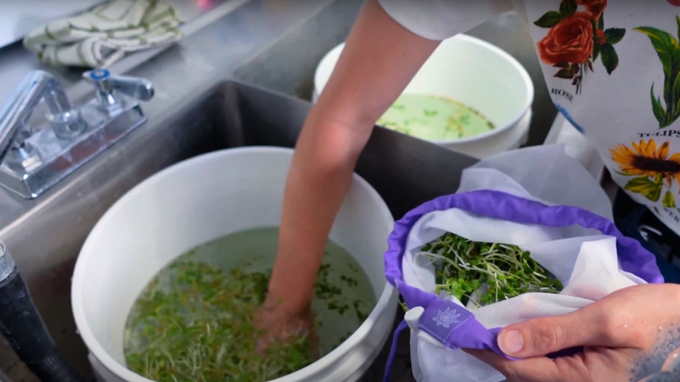 Gentle flow and cold water are the secrets