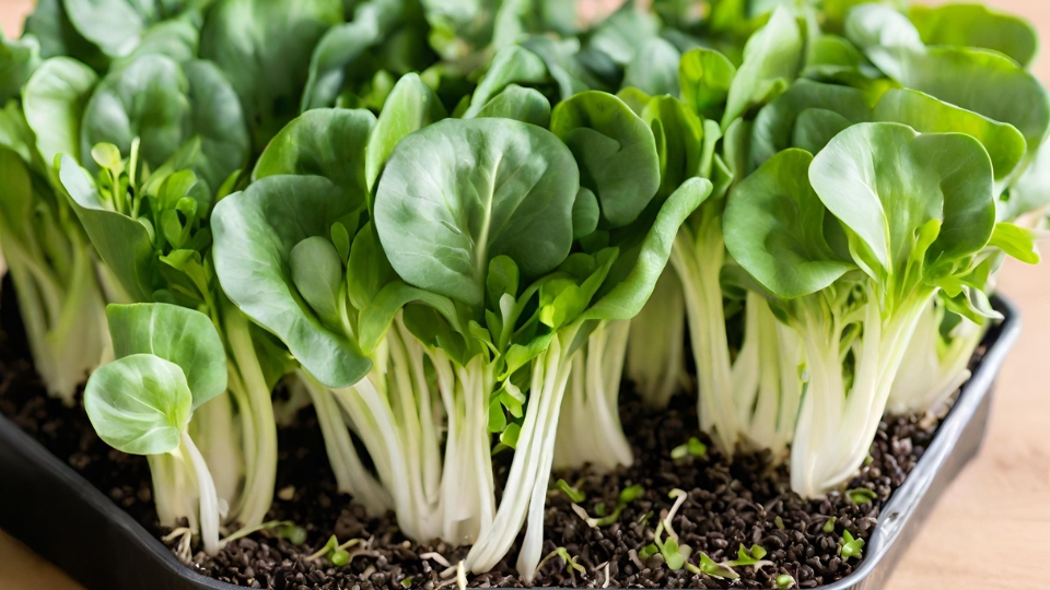 Growing Bok Choy Microgreens