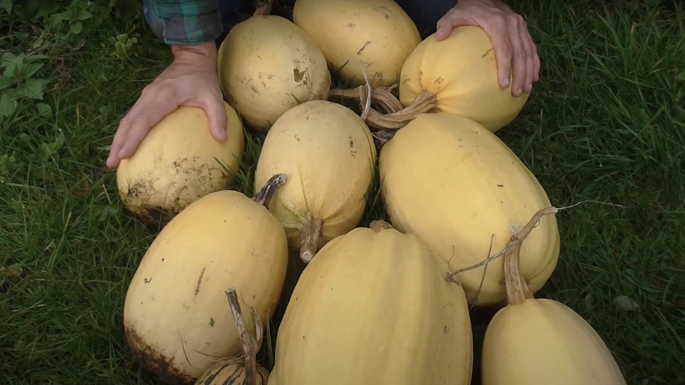 Growing spaghetti squash Harvesting And Storage