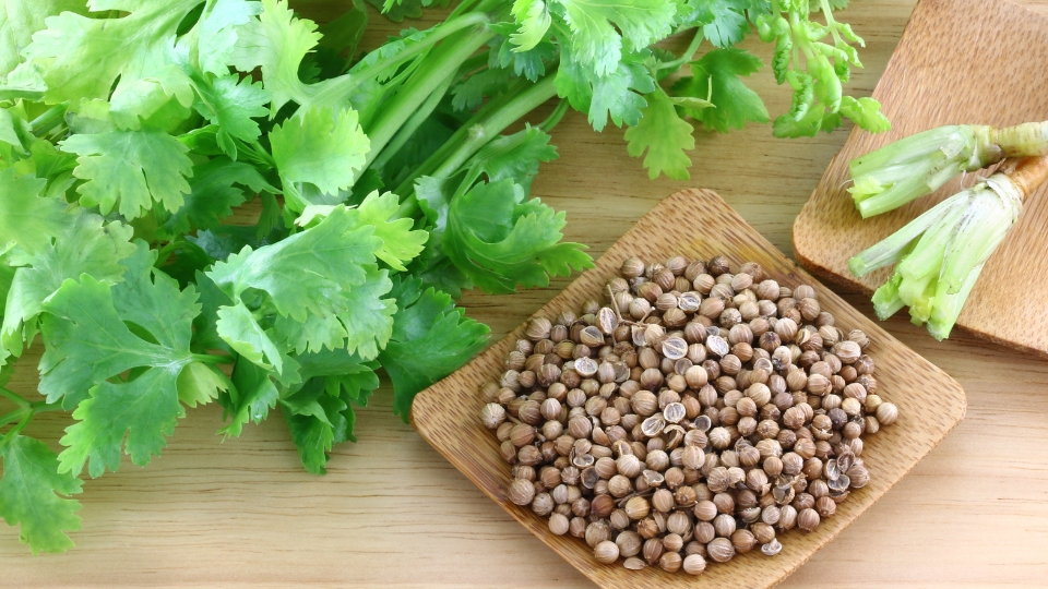 Harvesting And Storing Seeds